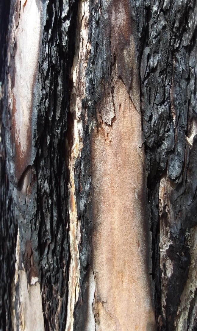 Burned pine