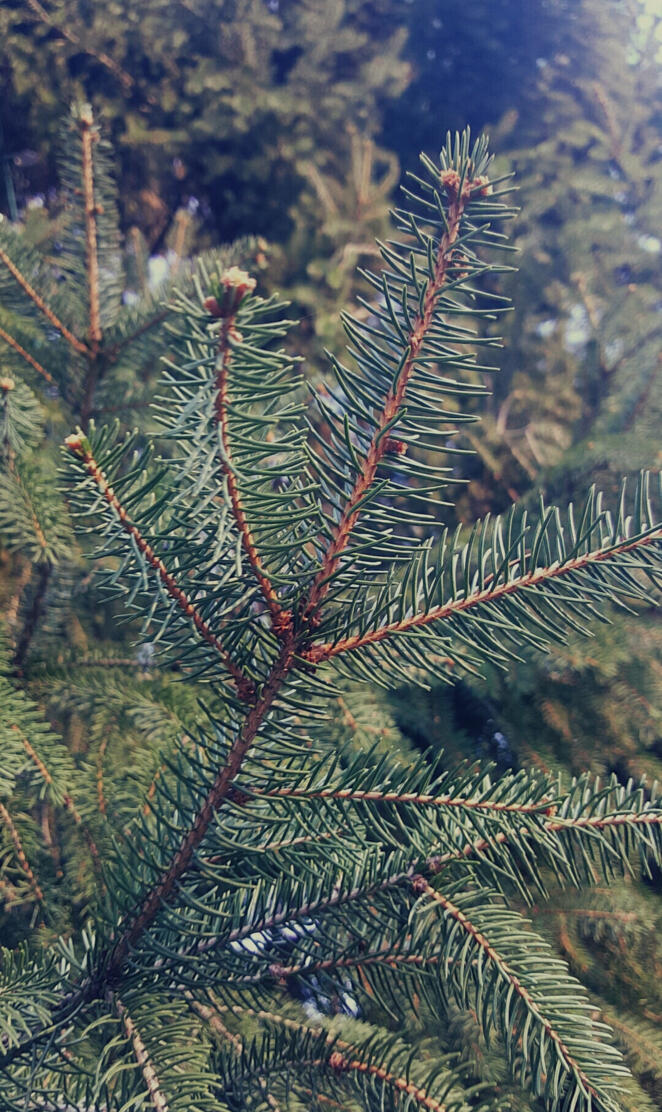 Pine Everywhere