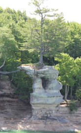 Tree at pictured rocks