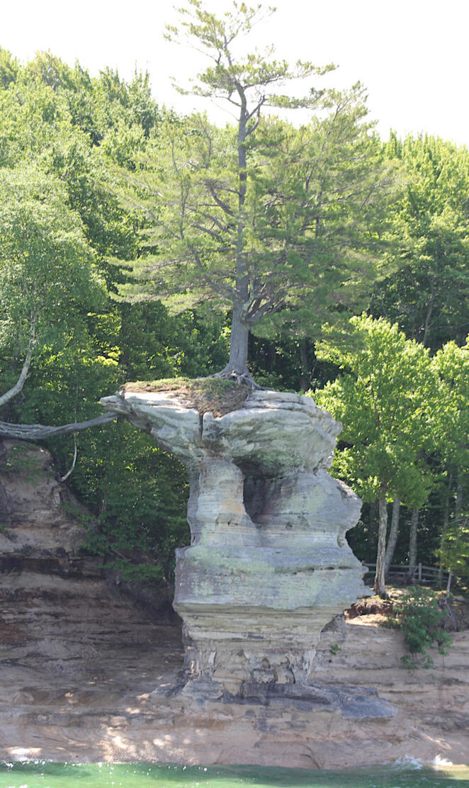 Tree at pictured rocks