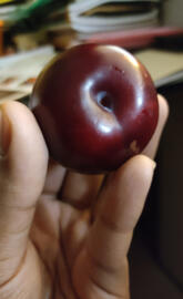 Plum Fruit
