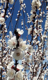 Plum Tree Blossoms