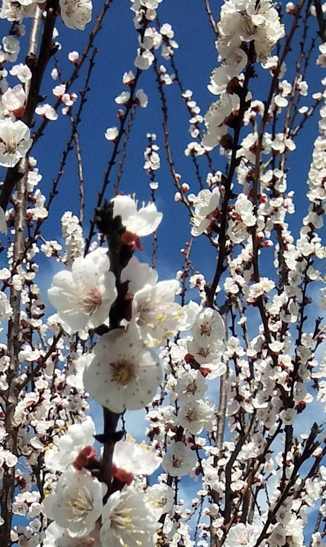 Plum Tree Blossoms