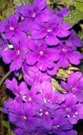 Purple flowers