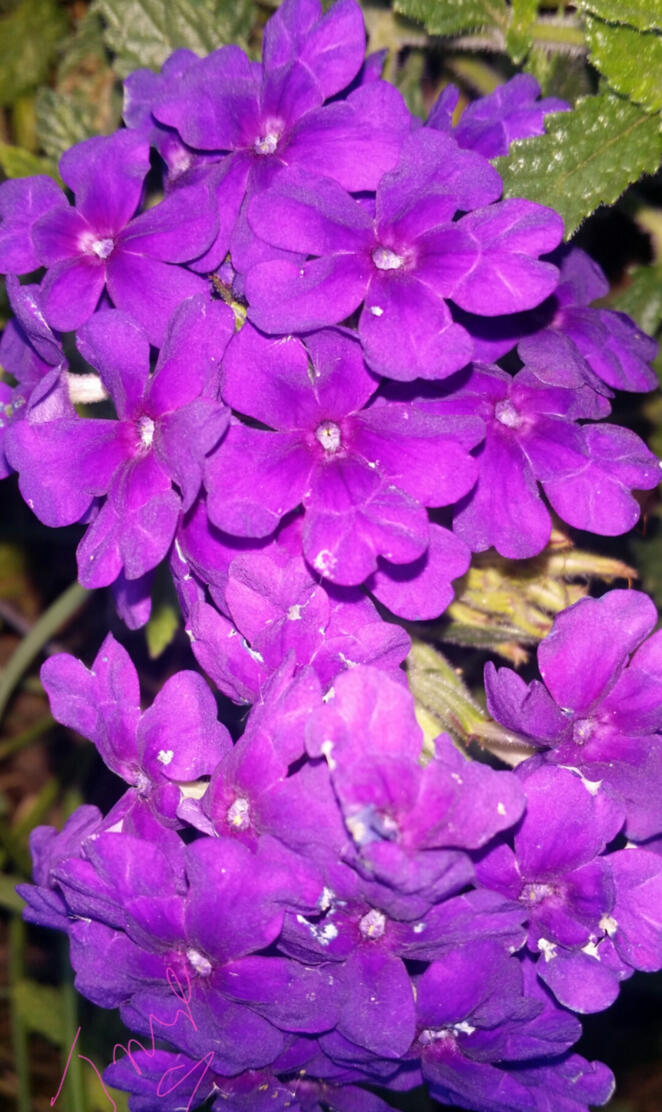 Purple flowers