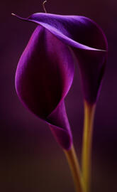 Purple callas