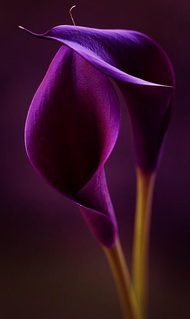 Purple callas