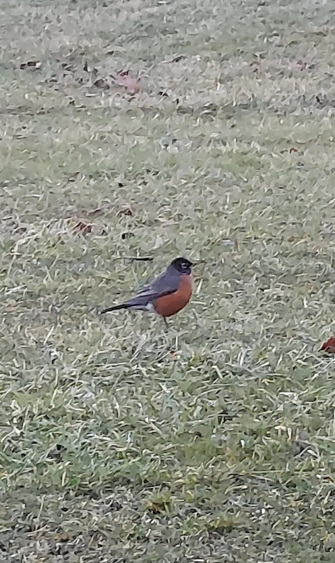 A robin feeding
