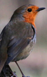 European Robin