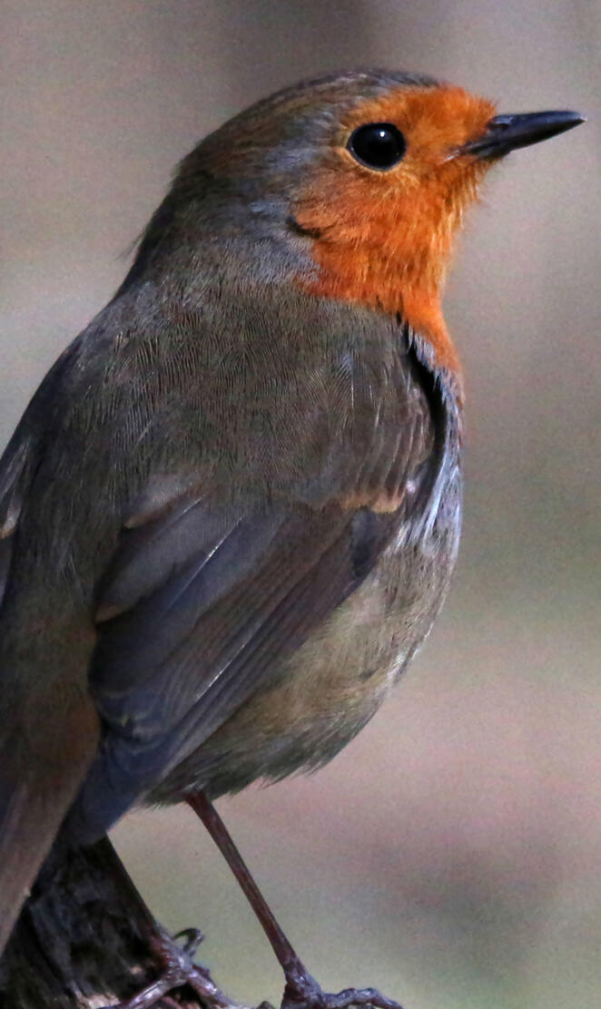 European Robin