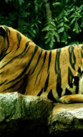 Royal-Bengal-Tiger