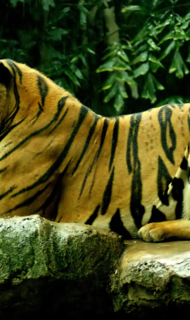 Royal-Bengal-Tiger