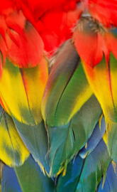 Scarlet Macaw
