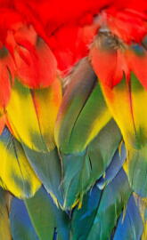 Scarlet Macaw