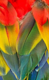 Scarlet Macaw