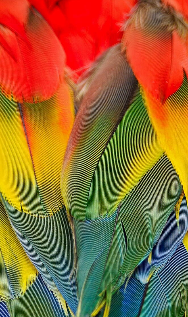 Scarlet Macaw
