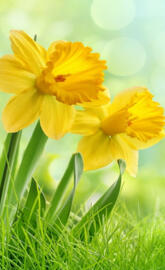 Daffodils