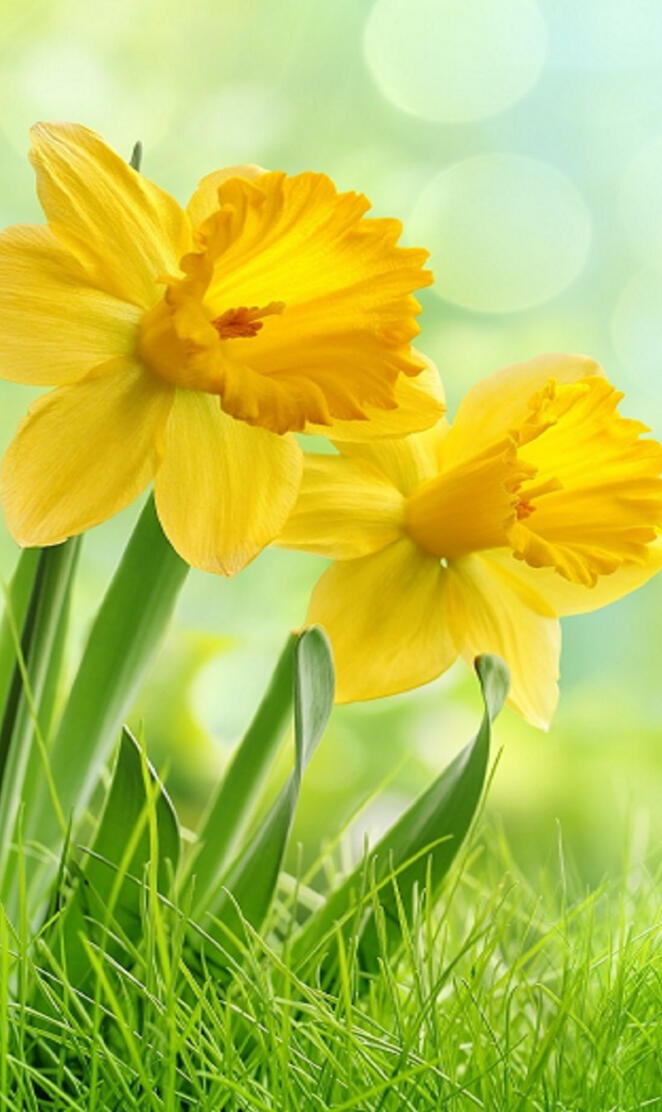 Daffodils