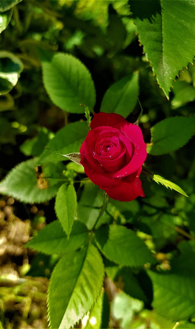 Baby rose