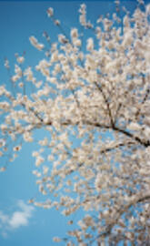 blossoming tree