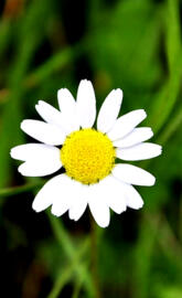 Spring Chamomile