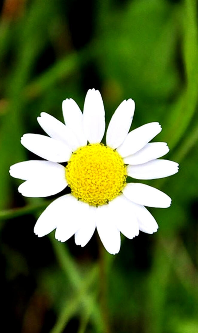 Spring Chamomile