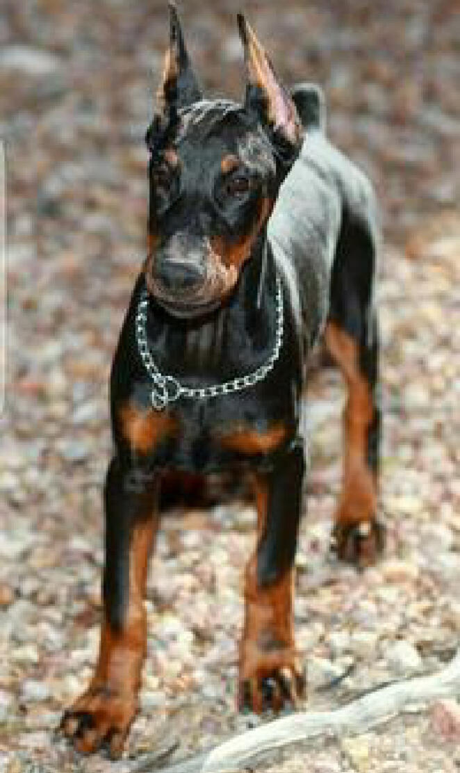 Doberman Baby