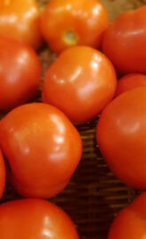 Tomatos