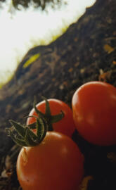Tomato 