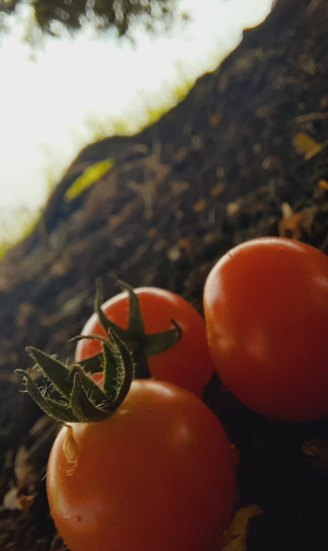 Tomato 