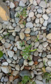 Rocks and plants