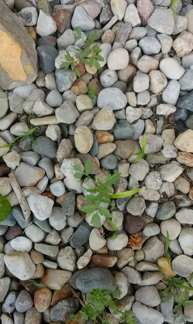 Rocks and plants