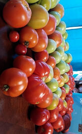Maters