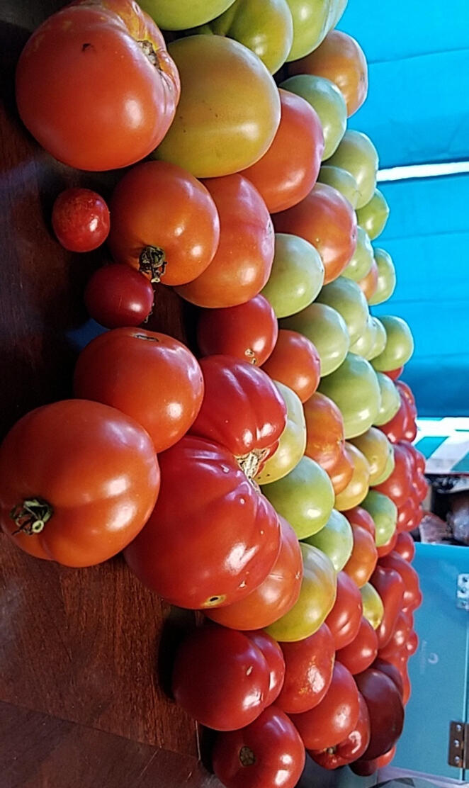 Maters