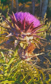 Purple Artichoke