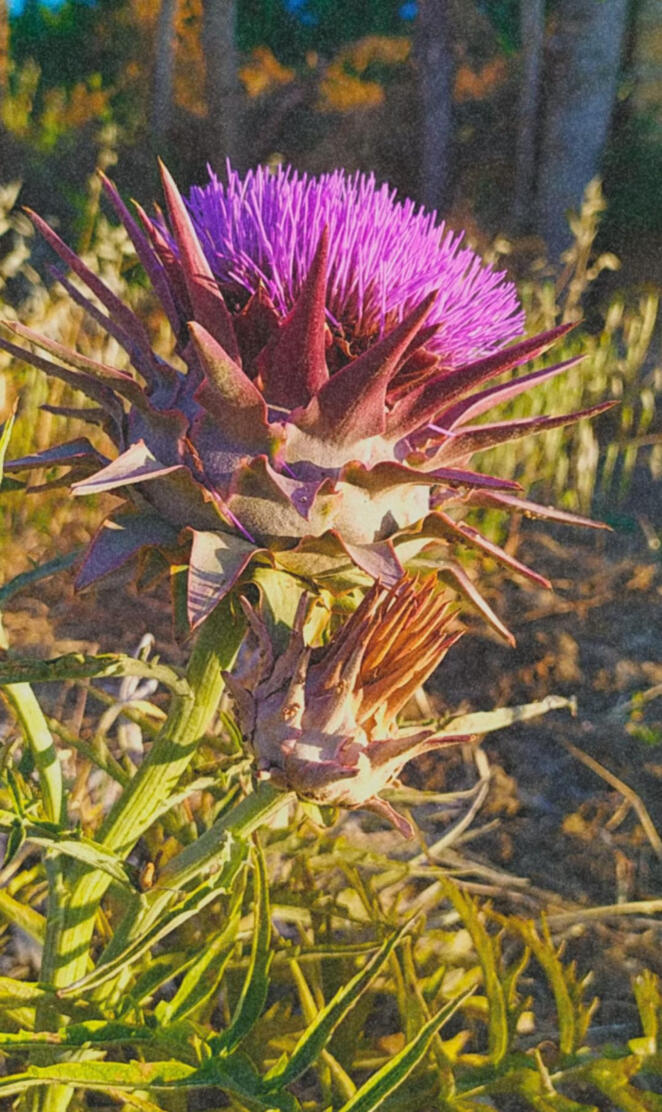 Purple Artichoke