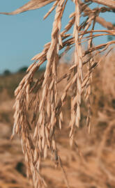 Wheat