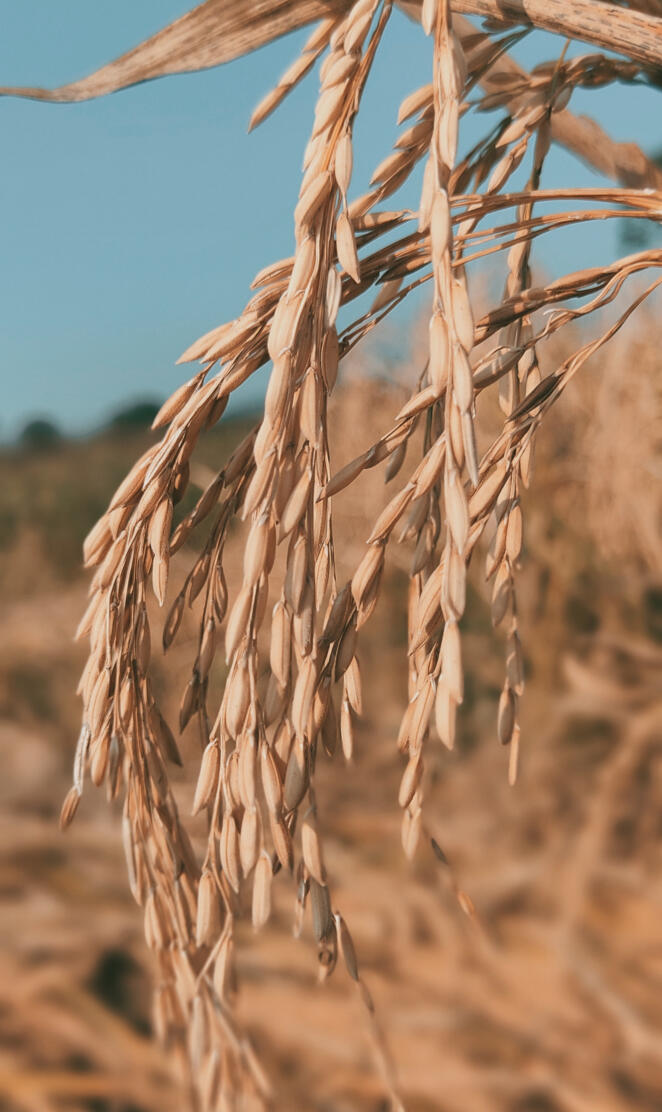 Wheat