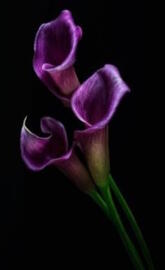 Superbe calla flower