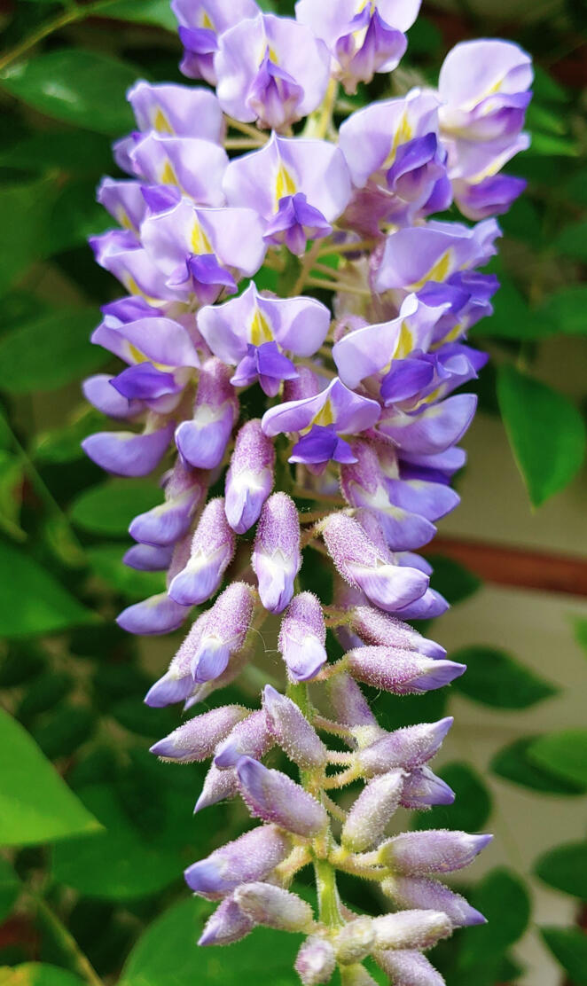 Blue Moon Wisteria 