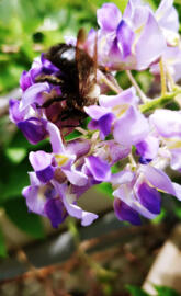 Bee Pollinate Wisteria