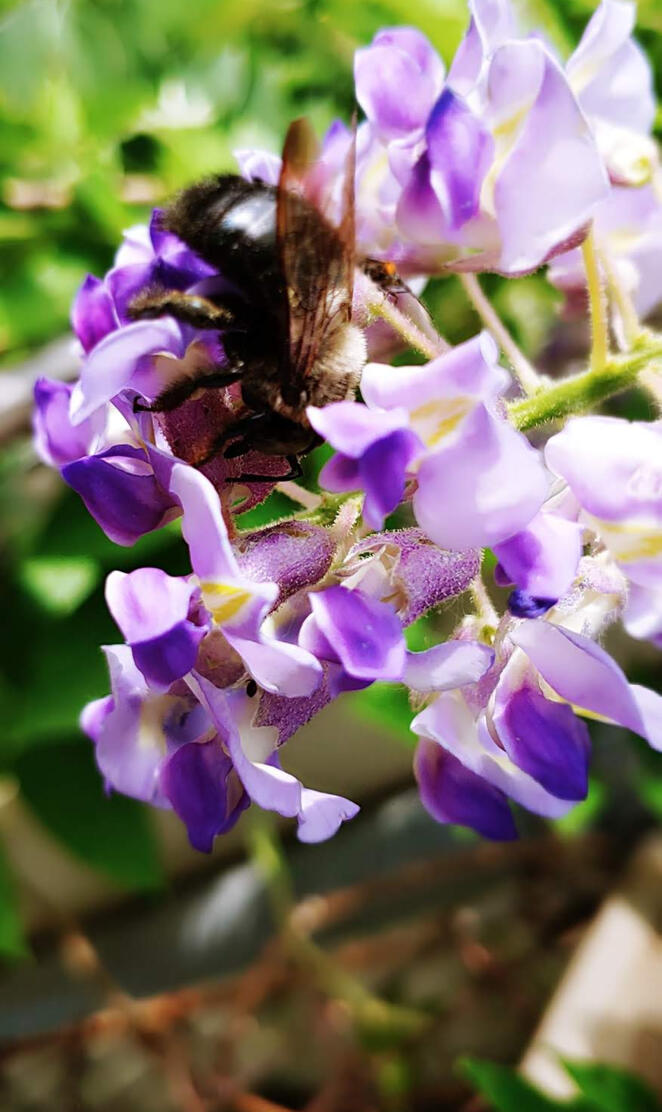 Bee Pollinate Wisteria