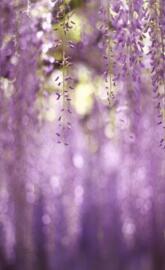 Wisteria Flowers