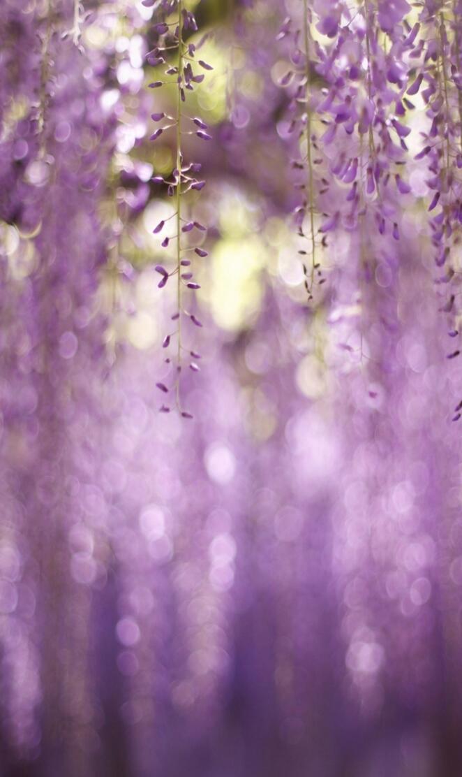 Wisteria Flowers