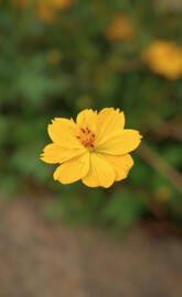 Yellowflowers