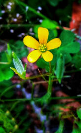 Yellow Flower