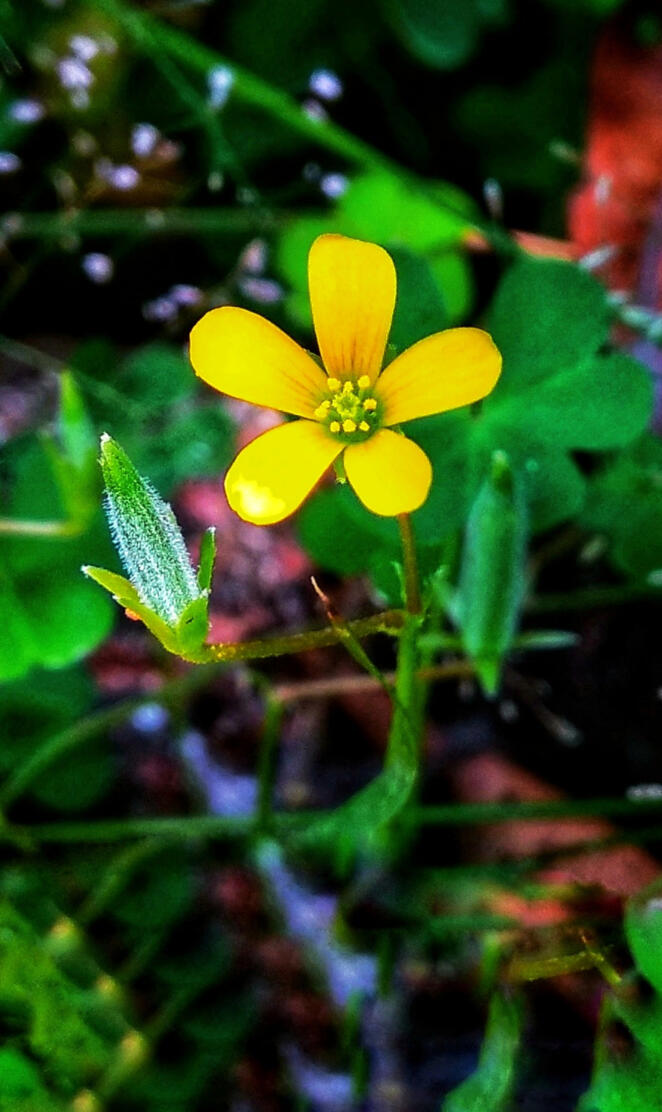 Yellow Flower