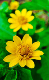Yellow Flowers 