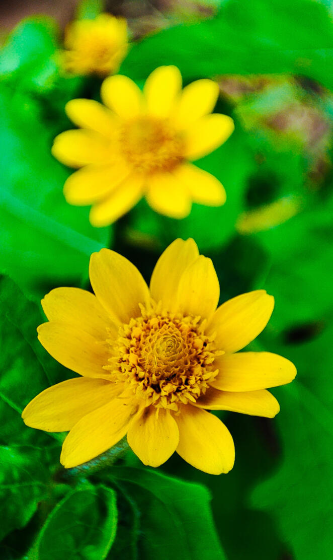 Yellow Flowers 
