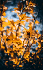 Yellow leave
